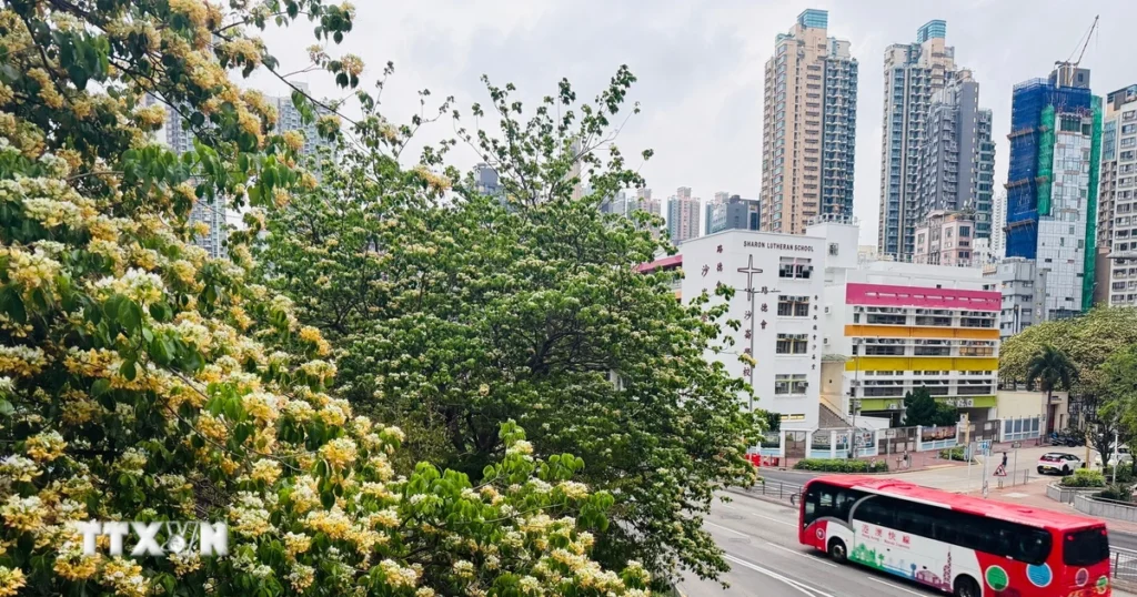 Trung Quốc: Ngắm nhìn hoa bún khoe sắc khắp Hong Kong 1 0704 hoa bun hong kong 2