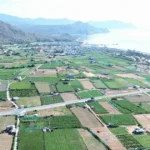 hat nhan ninh thuan