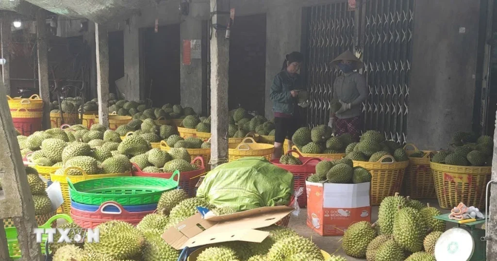 Đồng Tháp: Giá sầu riêng giảm mạnh, nhà vườn và thương lái gặp khó 1 sau rieng dong thap