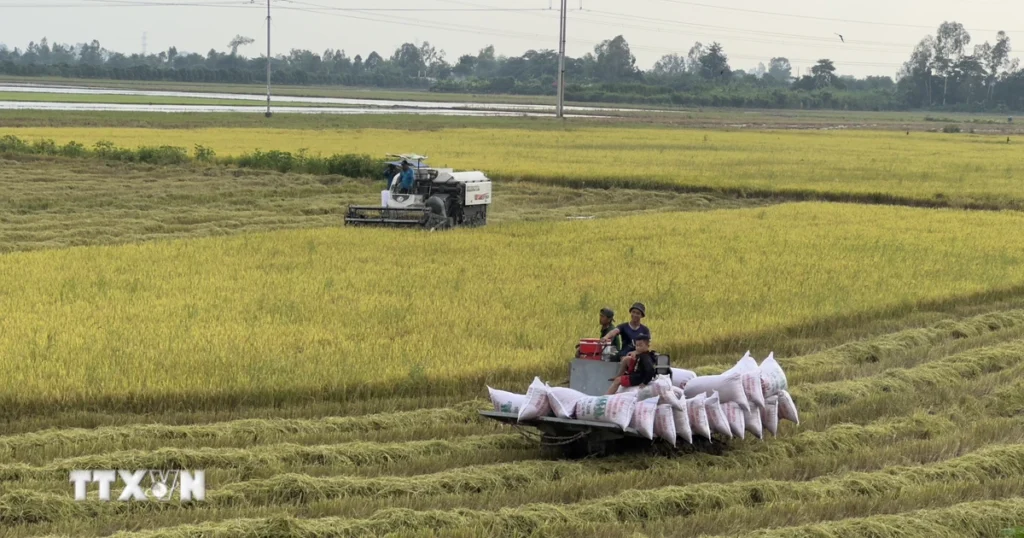 Giá gạo xuất khẩu tăng, thị trường lo ngại tác động của El Niño 1 an giang tai cau truc chuoi gia tri lua gao theo huong ben vung 8720575 2