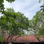 chua dau an 1