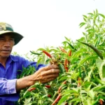 quang ngai gia ot lao doc nguoi trong doi mat thua lo 1604