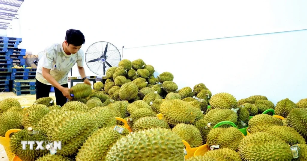Đồng Tháp đề xuất hỗ trợ kiểm nghiệm sầu riêng, mít phục vụ xuất khẩu 1 sau rieng xuat khau 1