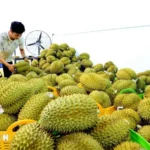 sau rieng xuat khau