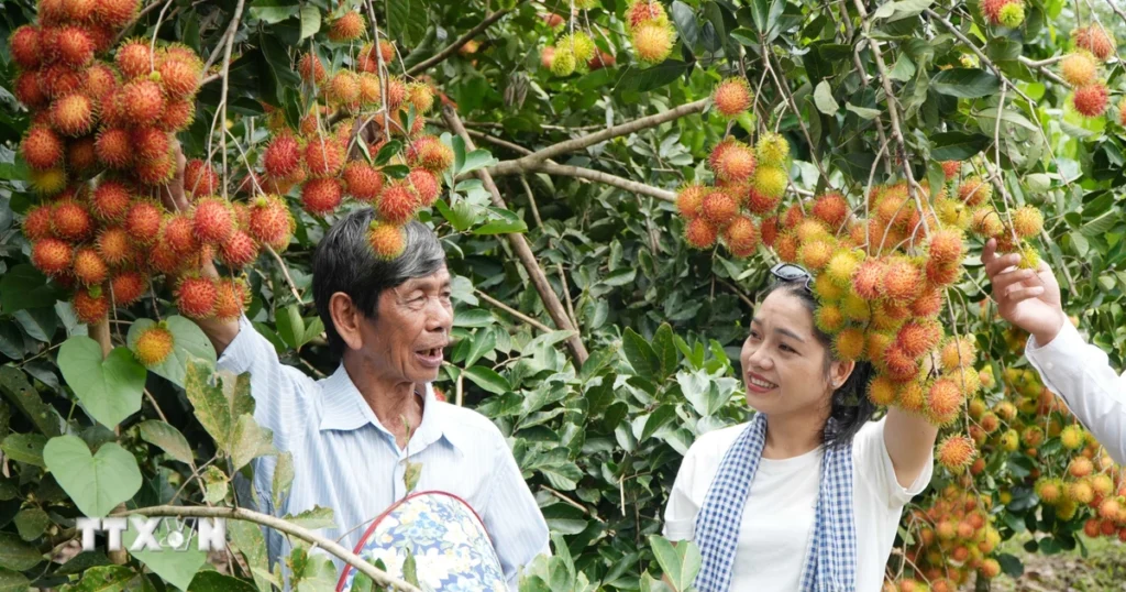 Mùa trái chín ở Đồng Nai, nông dân tăng thu nhập nhờ du lịch vườn 1 dong nai du lich nha vuon 3