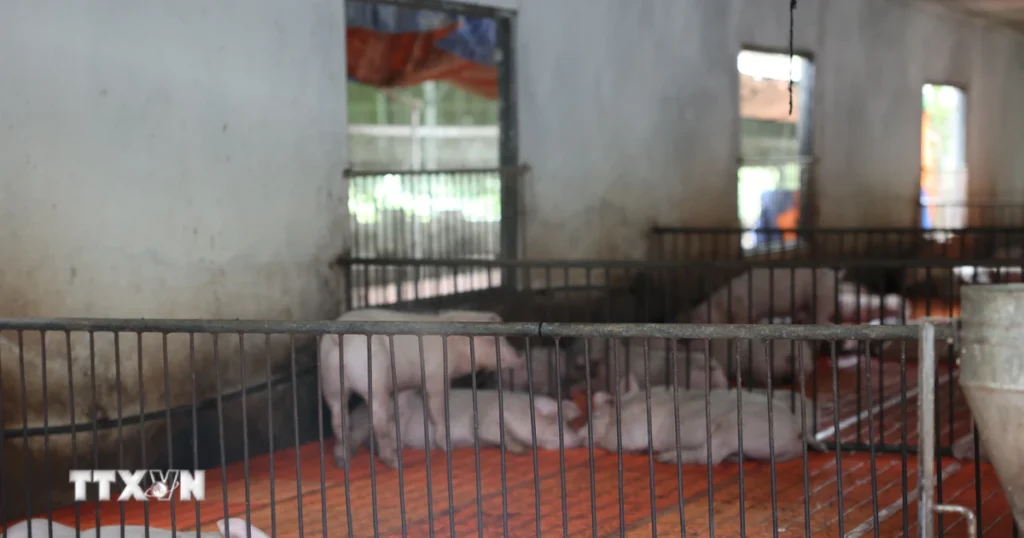 Ngành chăn nuôi lợn chuyển mình với AI và công nghệ số 1 nuoi lon