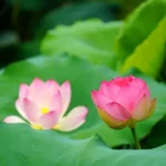 sen trung quoc 6 resize