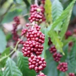 ca phe tai dak lak tang cao ky luc 7830139
