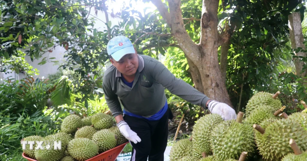 Cần Thơ: Phấn đấu có 1.400 sản phẩm OCOP từ 3 sao trở lên vào năm 2030 1 can tho gia sau rieng giam nhung nong dan van co lai 7989870