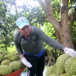 can tho gia sau rieng giam nhung nong dan van co lai 7989870