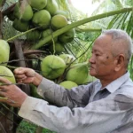 0510 vinh long trong dua