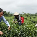 che thai nguyen 2008