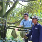 sau rieng