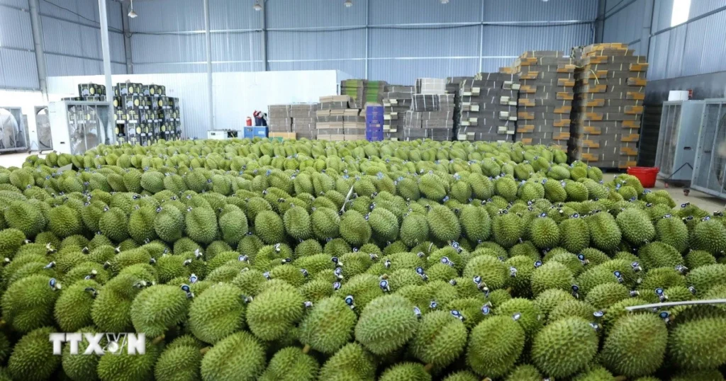 sau rieng dak lak 1