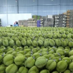 sau rieng dak lak 1