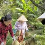 thu hoach sau rieng 1608