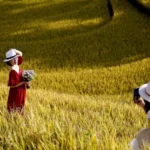 0111 ruong bac thang mu cang chai 7
