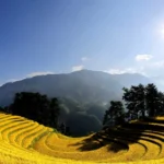0111 ruong bac thang mu cang chai 8