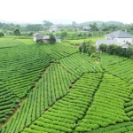 che la bang thai nguyen 1