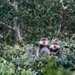 da nang tim giai phap can co de bao ton ben vung loai linh truong dac huu 8917897