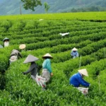 la bang thai nguyen 4