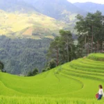 mu cang chai 6