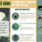 phong nha info