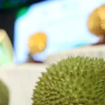 sau rieng 1608 1