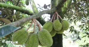 sau rieng 2