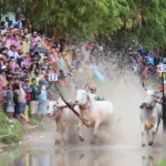soi noi hoi dua bo chua ro nam 2026 9022339 2